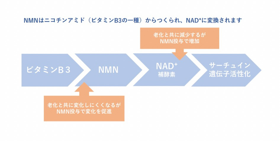 サーチュイン遺伝子とは